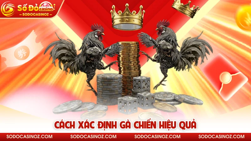 Cách xác định gà chiến hiệu quả