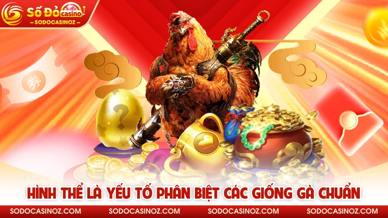 Hình thể là yếu tố phân biệt các giống gà chuẩn