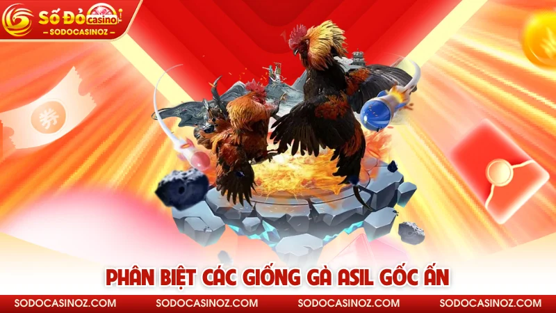 Phân biệt các giống gà Asil gốc Ấn