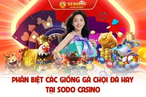 Phân Biệt Các Giống Gà Chọi Đá Hay Tại SODO CASINO