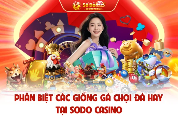 Phân Biệt Các Giống Gà Chọi Đá Hay Tại SODO CASINO
