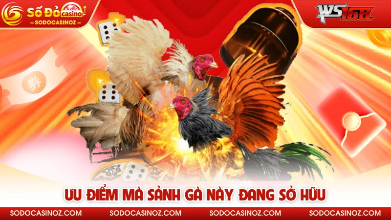 Ưu điểm mà sảnh gà này đang sở hữu